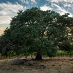 A lush, mature oak tree in a vineyard landscape at sunset, showcasing natural beauty and vineyard style.