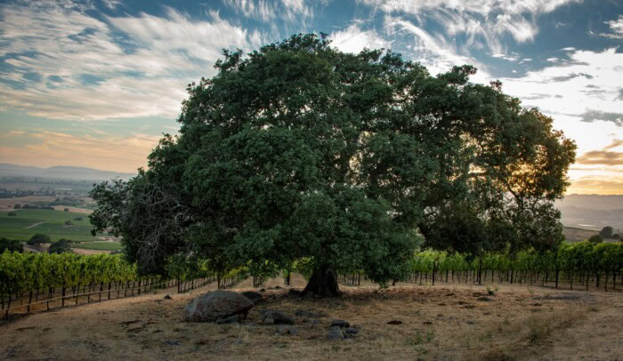 A lush, mature oak tree in a vineyard landscape at sunset, showcasing natural beauty and vineyard style.