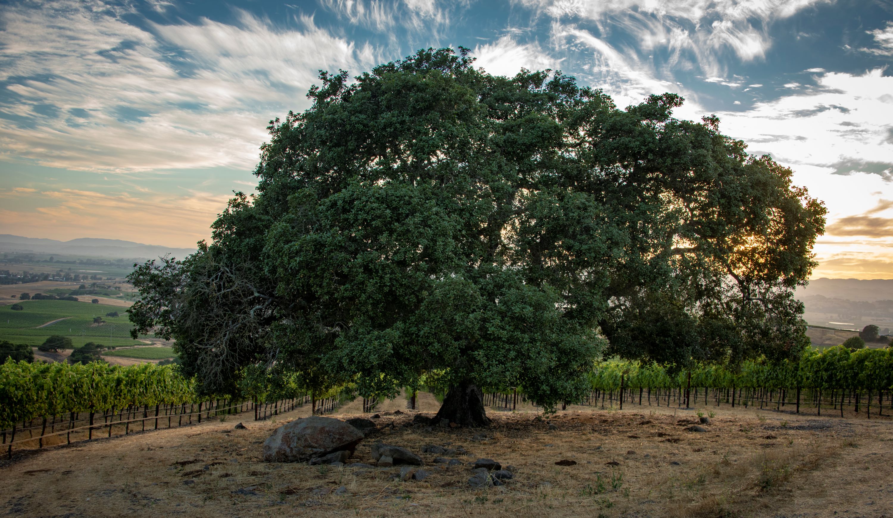 A lush, mature oak tree in a vineyard landscape at sunset, showcasing natural beauty and vineyard style.